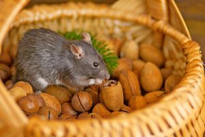 Recette Cette astuce toute bête éloigne les rongeurs de la maison avant l’arrivée du froid
