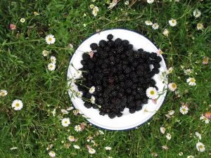 Recette Fruits et baies en Écosse