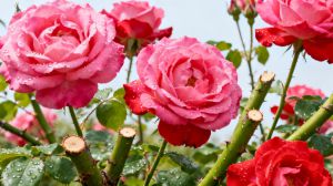 Recette Roses XXL au printemps : le bon moment pour tailler vos rosiers et faire exploser la floraison