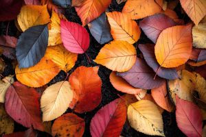 Recette Méthode simple pour transformer les feuilles mortes en un engrais riche et inodore