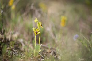 Recette 50 Nuances d’Orchis du Gers – saison 2024