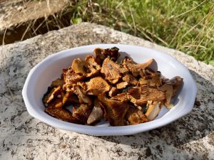 Recette Girolles à la persillade