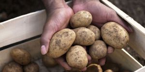 Recette 3 Storage Tips To Make Potatoes Last as Long as Possible