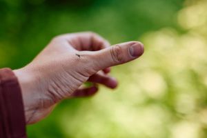 Recette 7 Bug Bites That Can Make You Very Sick