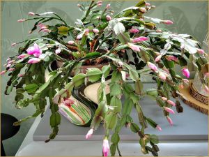 Recette Mes fleurs du dimanche