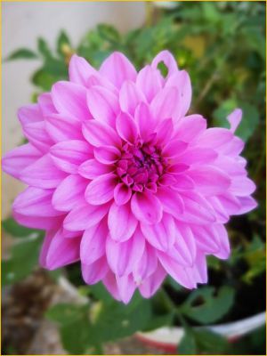 Recette Mes fleurs du dimanche