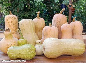 Recette Glanage des courges Butternut et recettes