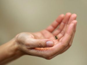 Recette L’impact des insectes sur la santé : ce qu’il faut savoir