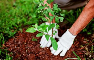 Recette Cet arbre pousse à toute vitesse et transforme le jardin en oasis sous 40°C
