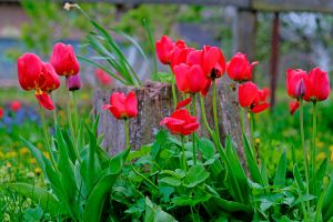 Recette Secret des horticulteurs pour des tulipes qui fleurissent plus tôt et plus fort au printemps