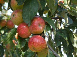 Recette L’importance du choix des variétés de pommes à cidre