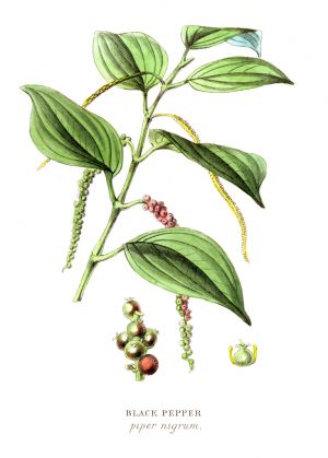 Recette Poivre dans tous ses états : nutrition, bienfaits santé, usages en cuisine et propriétés des différentes variétés