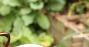 Recette Tomates farcies aux saveurs d'Afrique de l'Ouest