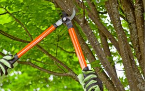 Recette Ces 5 arbres qu’il faut élaguer avant l’hiver pour éviter les mauvaises surprises au printemps