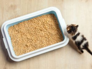 Recette Apprendre le rappel à son chien sans cris (même en extérieur)