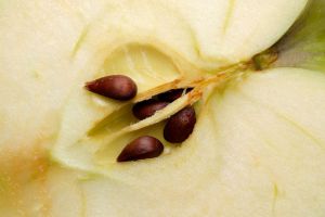 Recette 5 Serious Side Effects of Eating Apple Seeds