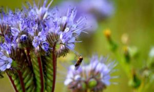 Recette Cette plante méconnue redonne vie à un sol fatigué en moins d’un mois