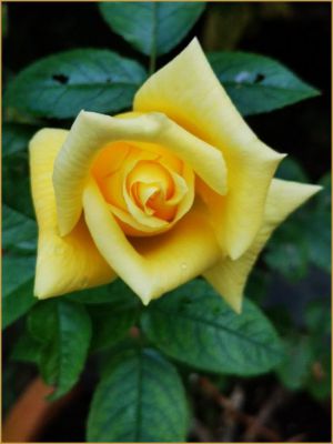 Recette Mes fleurs du dimanche