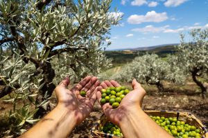 Recette Cette huile d’olive crétoise est un trésor (vous n’en reviendrez pas)