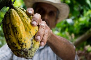 Recette Découvrez les bienfaits insoupçonnés de la fève de cacao