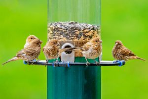 Recette Pourquoi les oiseaux désertent votre jardin… et comment les faire revenir dès aujourd’hui