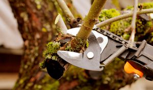 Recette 5 arbres qu’il faut absolument élaguer à l’automne pour éviter les mauvaises surprises