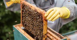 Recette Protéger la biodiversité : Nos actions au quotidien