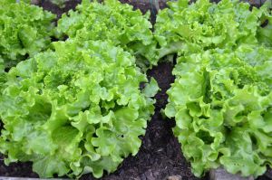 Recette Bien débuter un potager avec des astuces simples