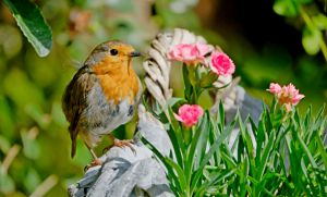 Recette Détail inattendu qui protège rouges-gorges et moineaux quand deux fruits traînent dehors