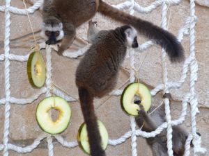 Recette Lémuriens : Découvrez les merveilles de Madagascar au Rio Safari Park