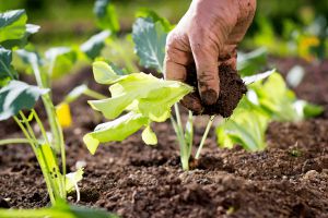 Recette Plantes d’automne : celles à mettre en terre dès maintenant pour un printemps éclatant