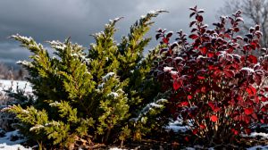 Recette Ces plantes rustiques supportent le froid comme des championnes si vous les préparez bien
