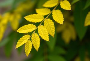 Recette Remèdes efficients contre le laurier aux feuilles jaunes