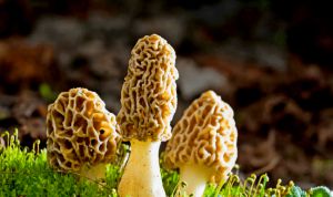Recette Faire pousser des morilles dans son jardin : le secret enfin révélé