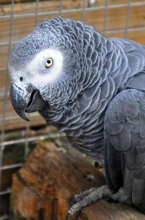 Recette Parrot World, un morceau d'Amazonie aux portes de Paris