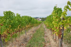 Recette Vendanges en Côtes de Gascogne, de la vigne au vin en direct live