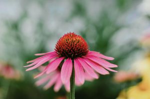 Recette The Best Time to Take Echinacea for the Biggest Immune Boost