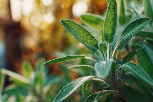 Recette Sauge maison : Culture et utilisation de cette plante aromatique