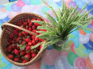 Recette Risotto a l’aspergette (ou asperge des bois)