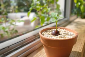 Recette Ne jetez plus vos noyaux de litchi : cette astuce les transforme en plante bluffante !