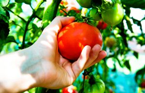 Recette Méthode d’un maraîcher pour cueillir les dernières tomates sans éclat ni perte