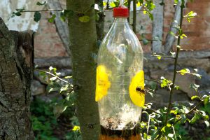 Recette Astuces naturelles et écologiques pour se débarrasser des mouches