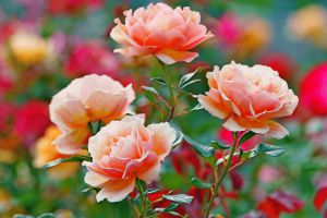 Recette Ce secret sur les rosiers que personne ne dit mais qui change tout