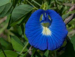 Recette Thé bleu d’Indonésie qui change de couleur