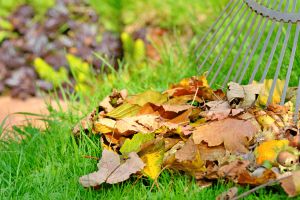 Recette Transformez vos feuilles mortes en or pour votre potager grâce au paillage d’automne