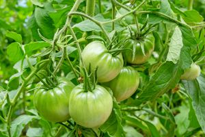 Recette Que faire avec les dernières tomates vertes avant l’arrivée du froid