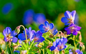 Recette Divisées à l’automne, ces 12 plantes repoussent plus belles et plus nombreuses