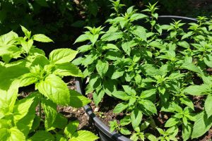 Recette 3 Techniques pour diviser vos plantes aromatiques et avoir plus de basilic et de menthe l’an prochain