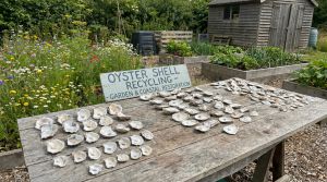 Recette Ne jetez plus vos coquilles d’huîtres : découvrez leurs bienfaits insoupçonnés pour votre jardin !