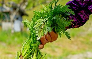 Recette Enterrer des fanes de légumes à cet endroit du potager enrichit la terre comme jamais